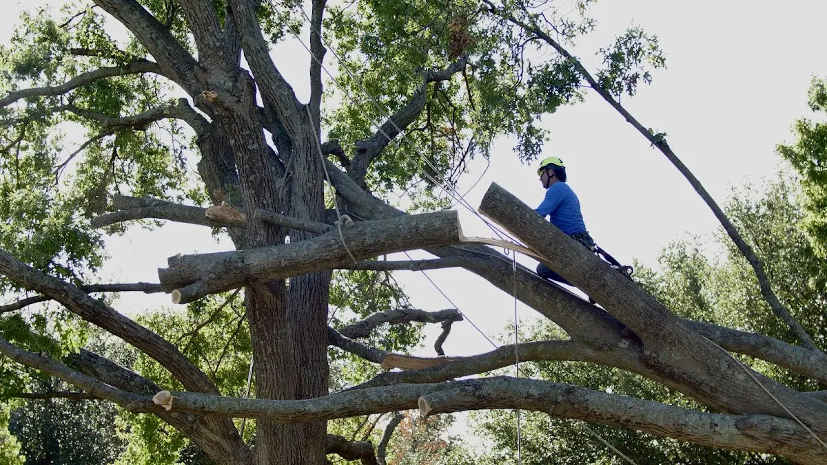 Professional Crown Thinning performed by certified arborists in Lake Mills