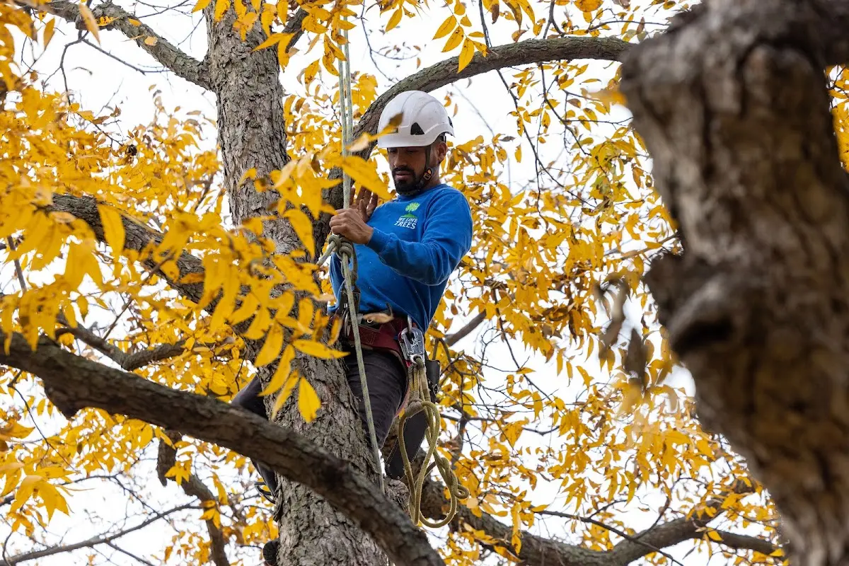 Skilled Tree Pruning crew working in Lake Mills