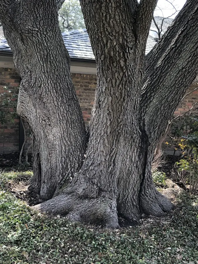 Mature heritage tree close to a Lake Mills property cared for by certified arborists